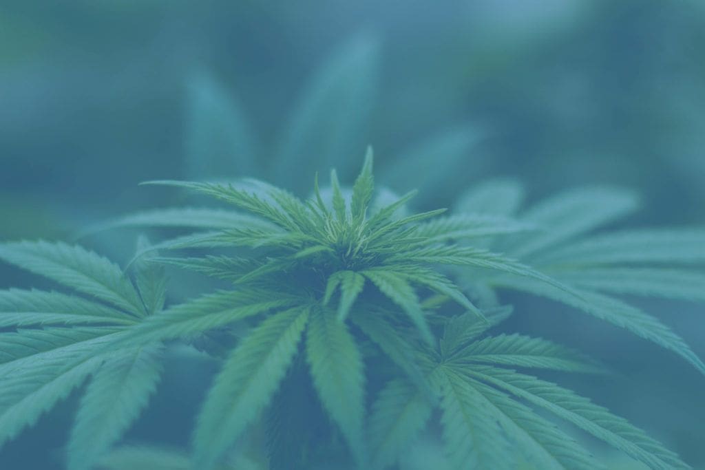 New Medical Marijuana Act